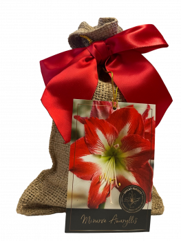 Minerva Amaryllis Bulb in a Burlap Gift Bag!! Easy to Grow Bulbs--Growing Medium Included!